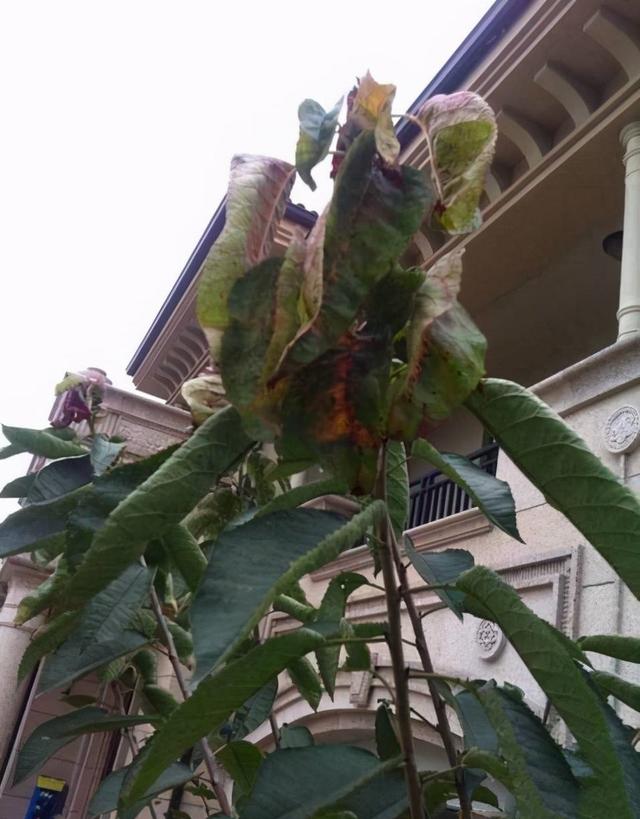 秦海璐别墅
